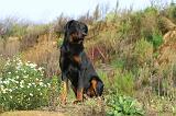 BEAUCERON 363